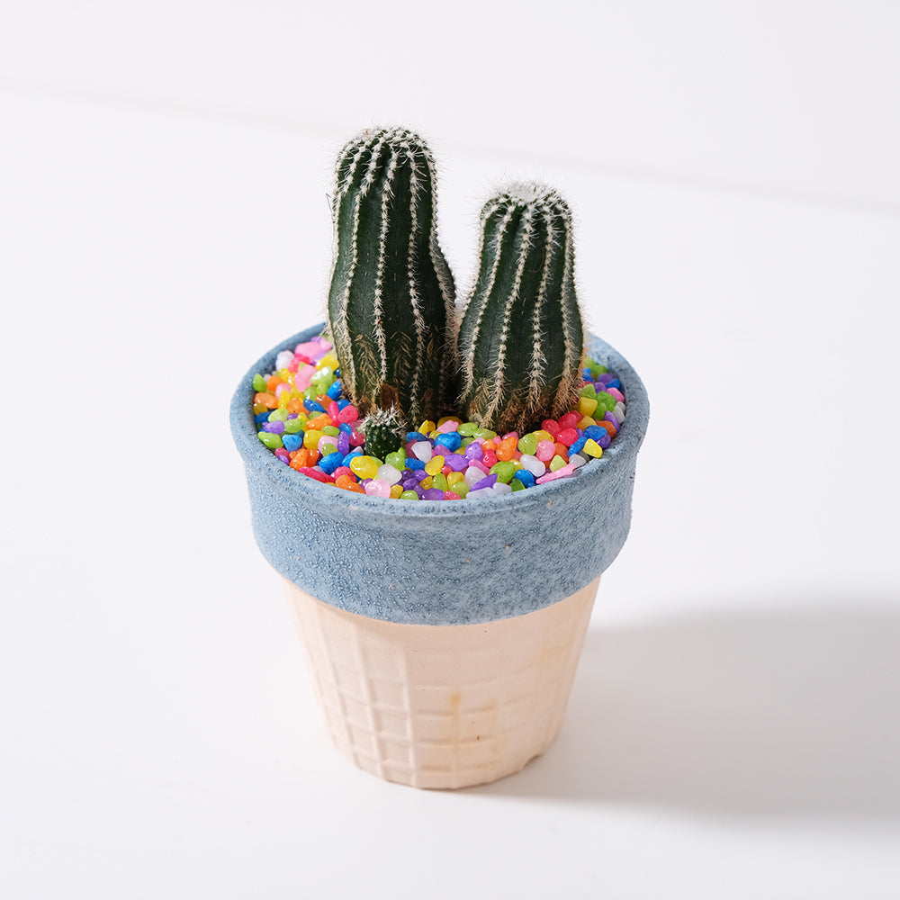 短毛丸 | 花很美的多肉植物 | 稍微耐陰 | 好照顧 | 陽光植物