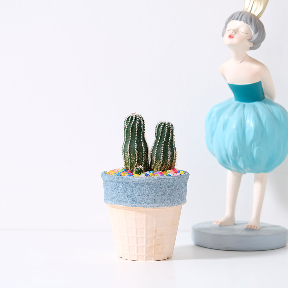 短毛丸 | 花很美的多肉植物 | 稍微耐陰 | 好照顧 | 陽光植物