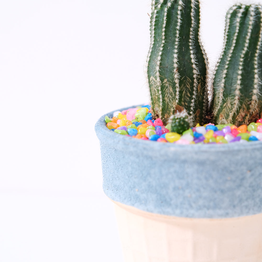 短毛丸 | 花很美的多肉植物 | 稍微耐陰 | 好照顧 | 陽光植物