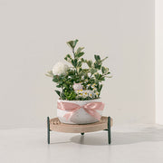 森林癒1號 | 心靈的寧靜與再生的力量 | 組合盆栽 | 室內植物