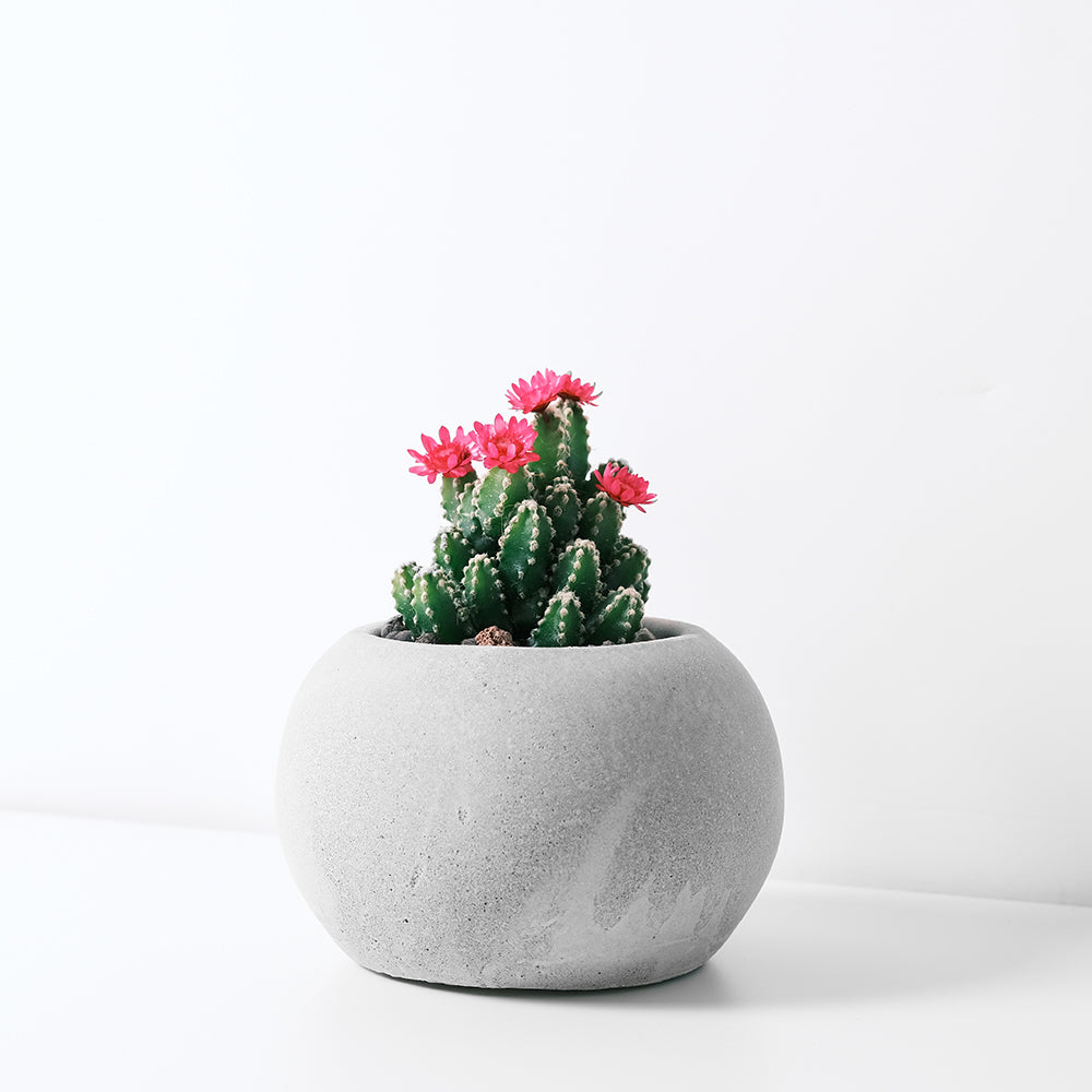 童話城堡 | 富貴招財的植物| 耐陰的多肉植物 | 萬重山 | 室內植物