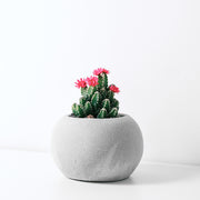 童話城堡 | 富貴招財的植物| 耐陰的多肉植物 | 萬重山 | 室內植物