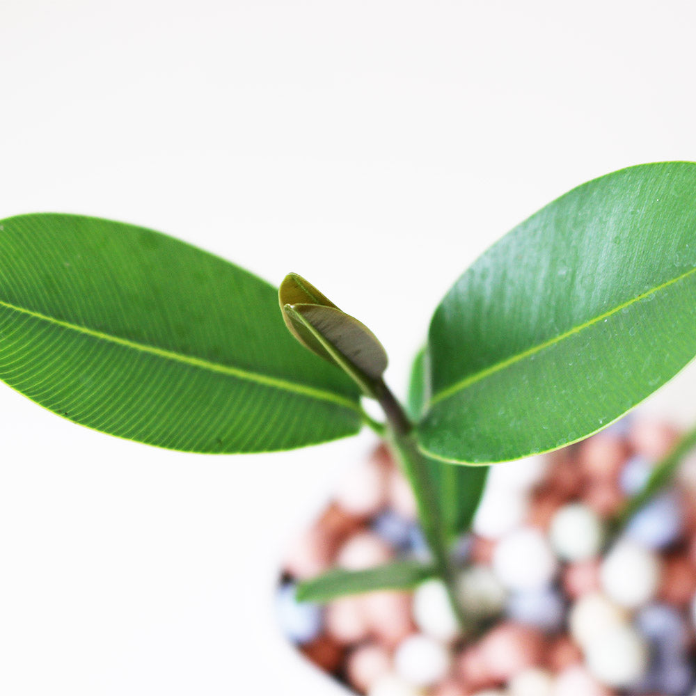 瓊崖海棠盆栽|台灣本土 | 陽光植物