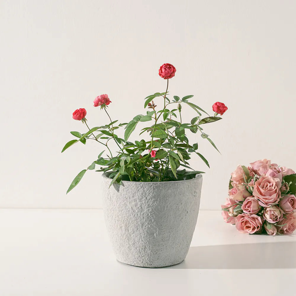 露西法玫瑰 | 小輪紅玫瑰 | 四季皆會開花 | 迷你玫瑰 | 陽光植物