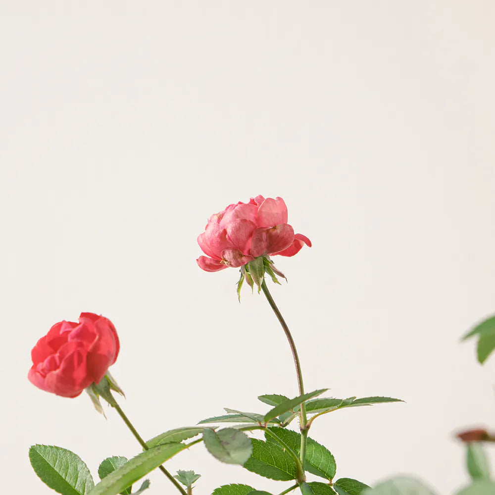 露西法玫瑰 | 小輪紅玫瑰 | 四季皆會開花 | 迷你玫瑰 | 陽光植物