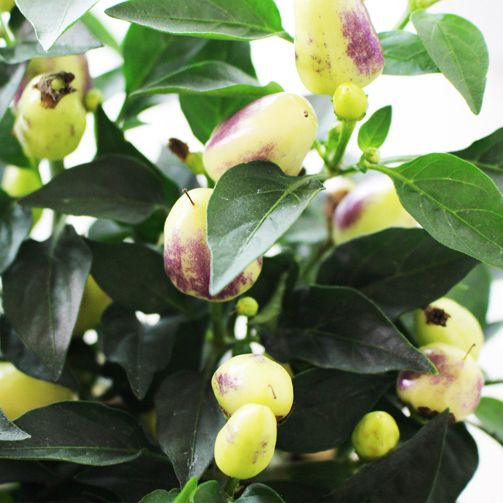 五彩辣椒 | 會辣 | 七彩辣椒 | 糖果辣椒 | 陽光植物