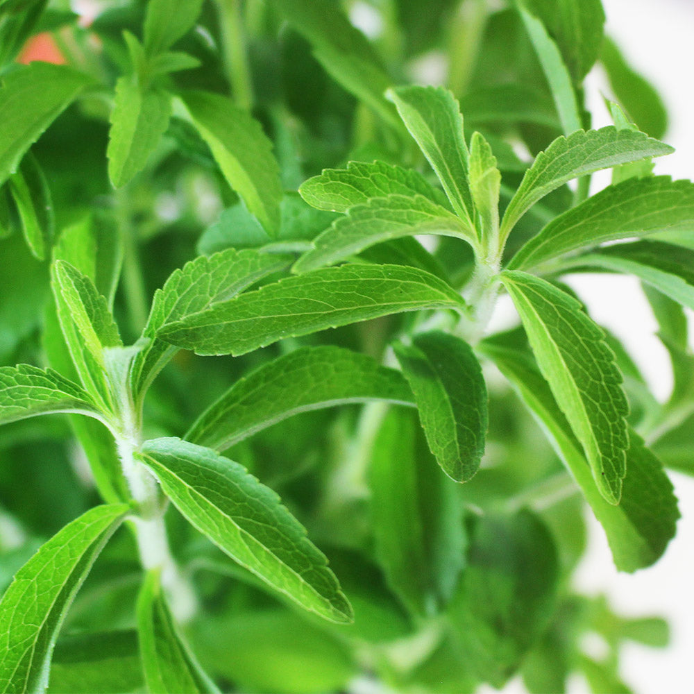 甜菊 | 天然代糖 | 健康甜味 | 陽光植物