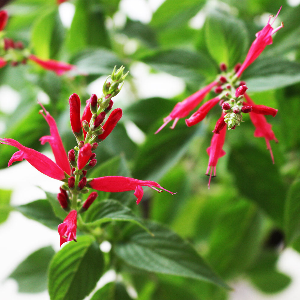 鳳梨鼠尾草|葉片有鳳梨的味道 | 花和葉都可泡茶|泡茶好喝|陽光植物