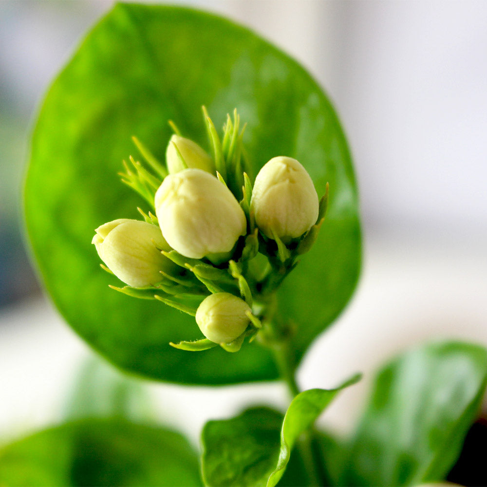 茉莉盆栽|食用花|陽光植物