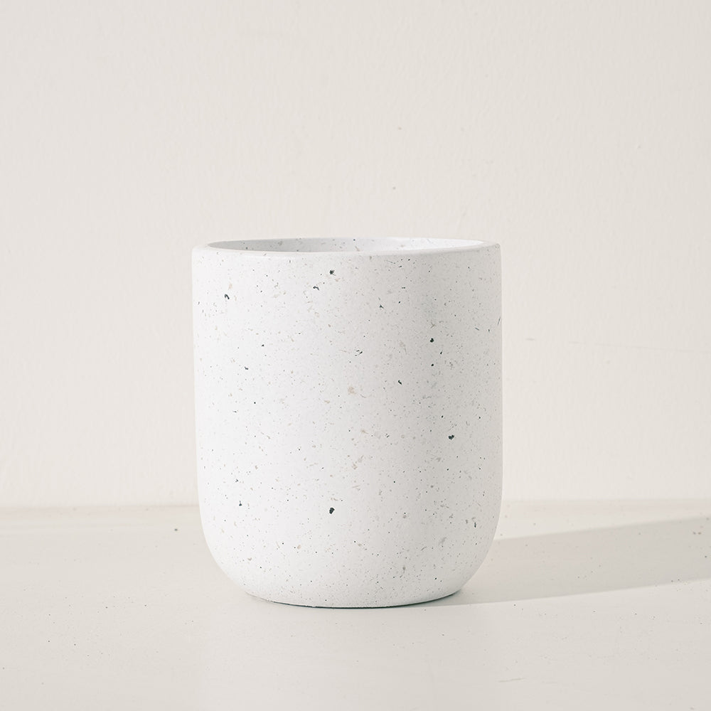 金狗毛蕨 | 蕨類植物 | 觸感像黃金獵犬 | 台灣特有種 | 室內植物