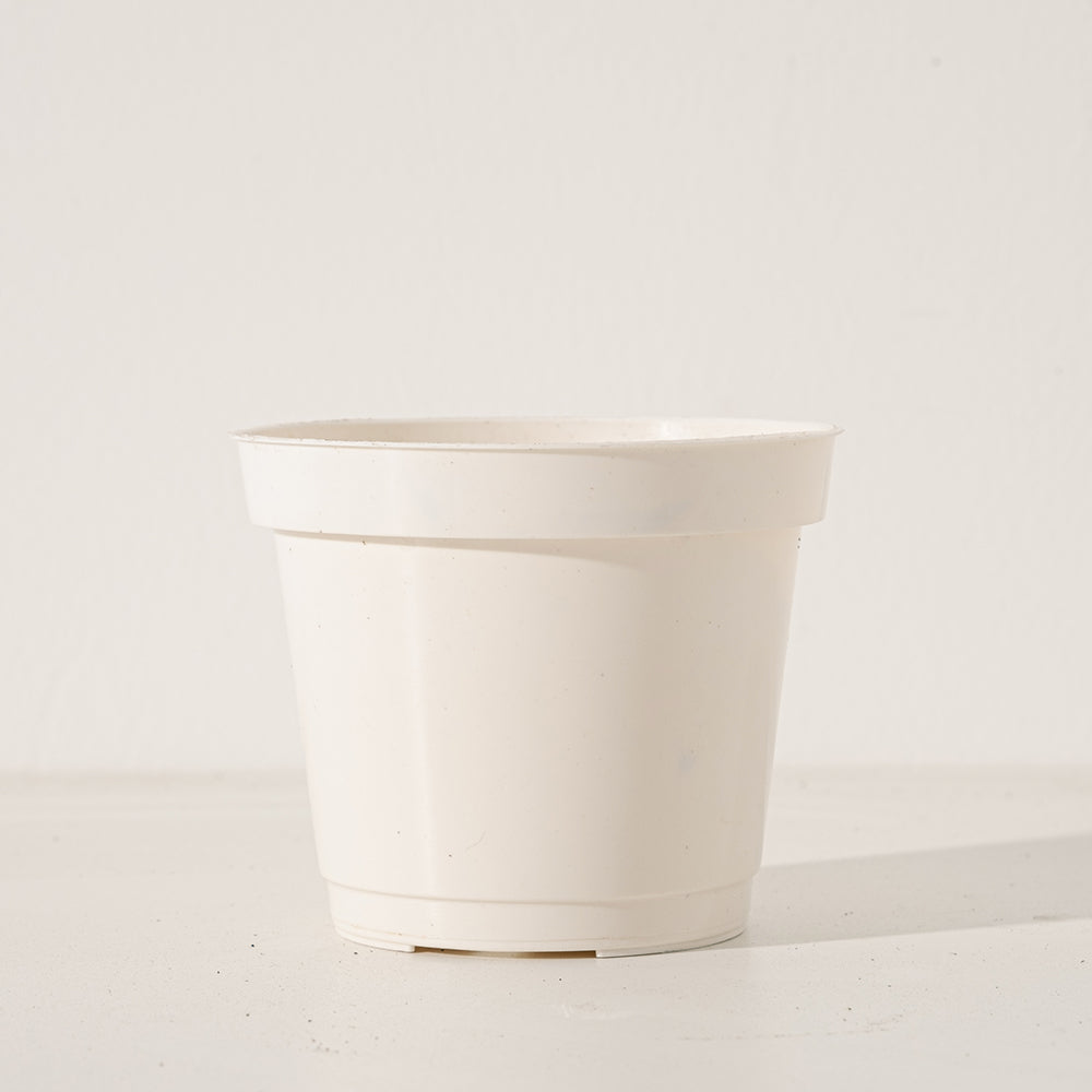 蘭嶼羅漢松 | 耐強風 | 台灣本土 | 種子植物 | 陽光植物