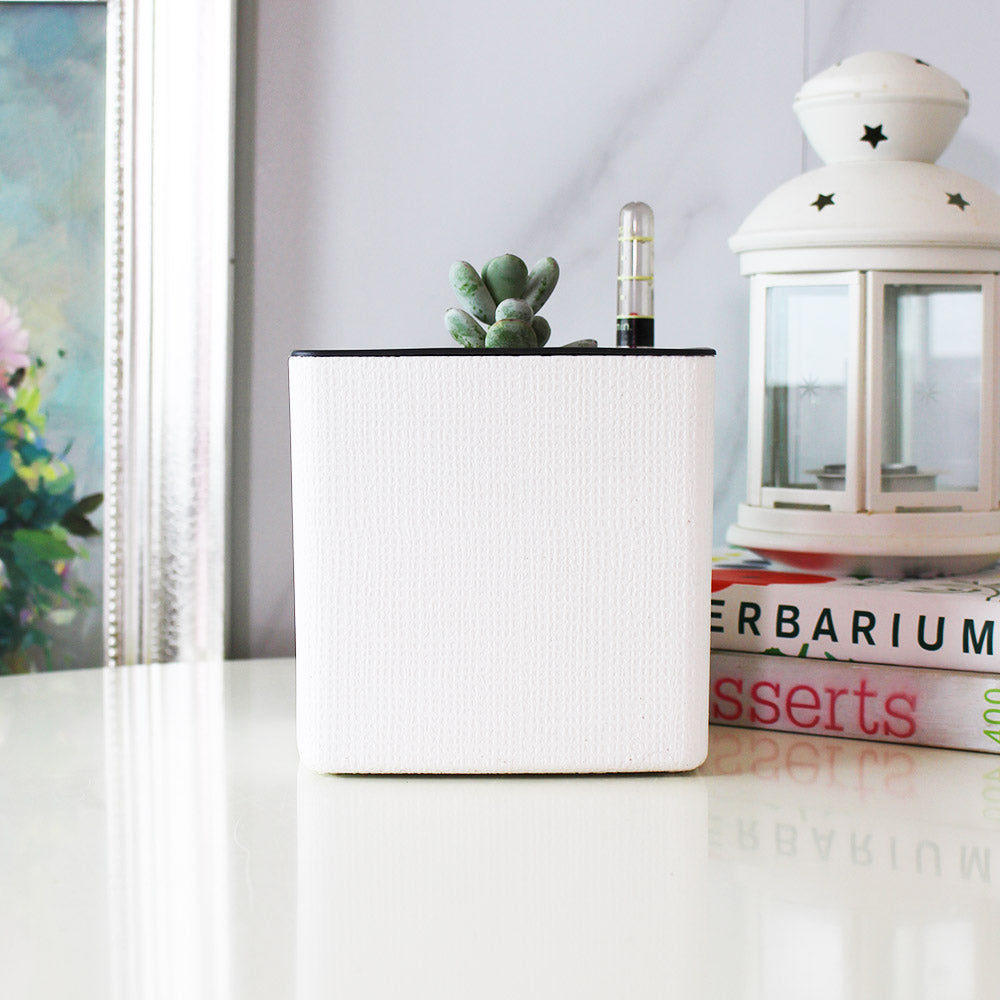 手指餅乾 | 拇指的葉片| 模樣討喜 | 多肉植物 | 陽光植物