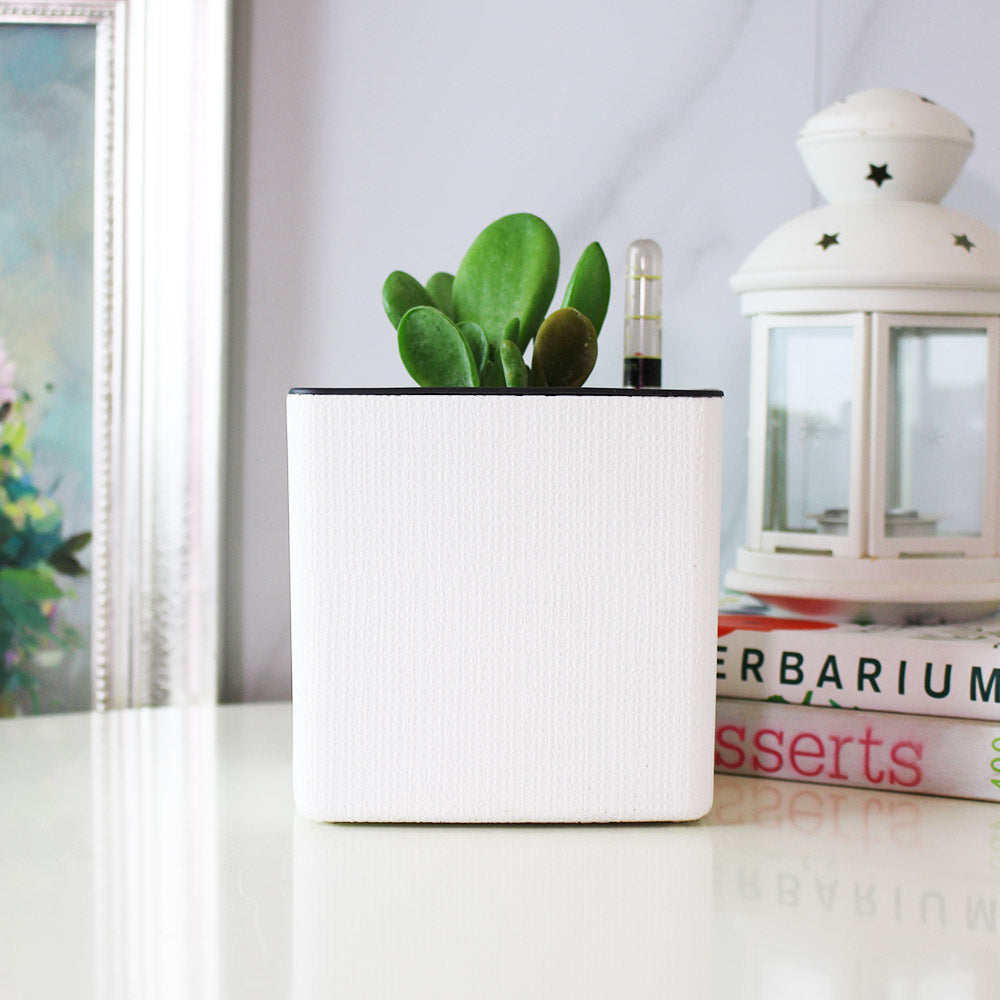 史迪奇多肉盆栽(附彩色陶粒)