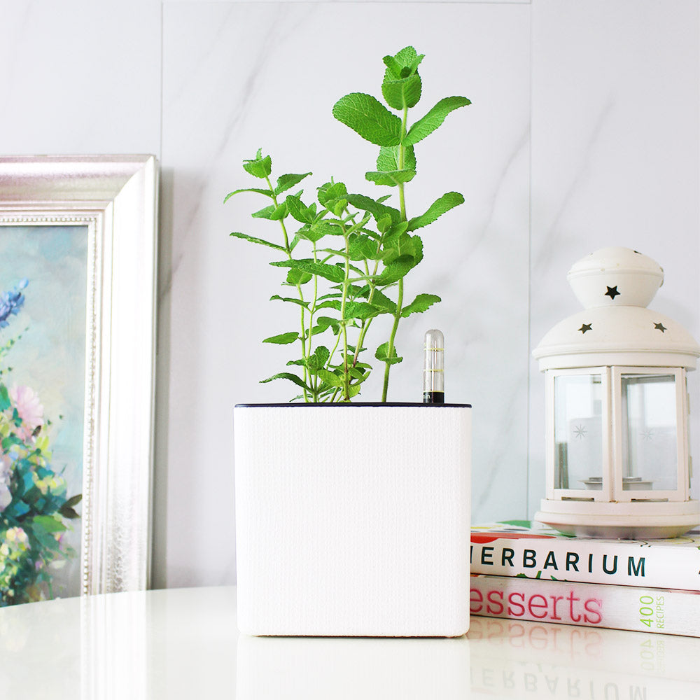 蘋果薄荷 | 青蘋果的香氣 | 泡茶 | 飲料 | 土耕 | 陽光植物