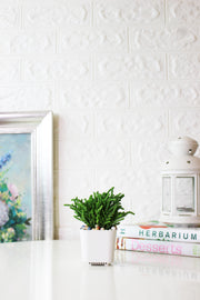 美杜莎盆栽|多肉植物 | 陽光植物