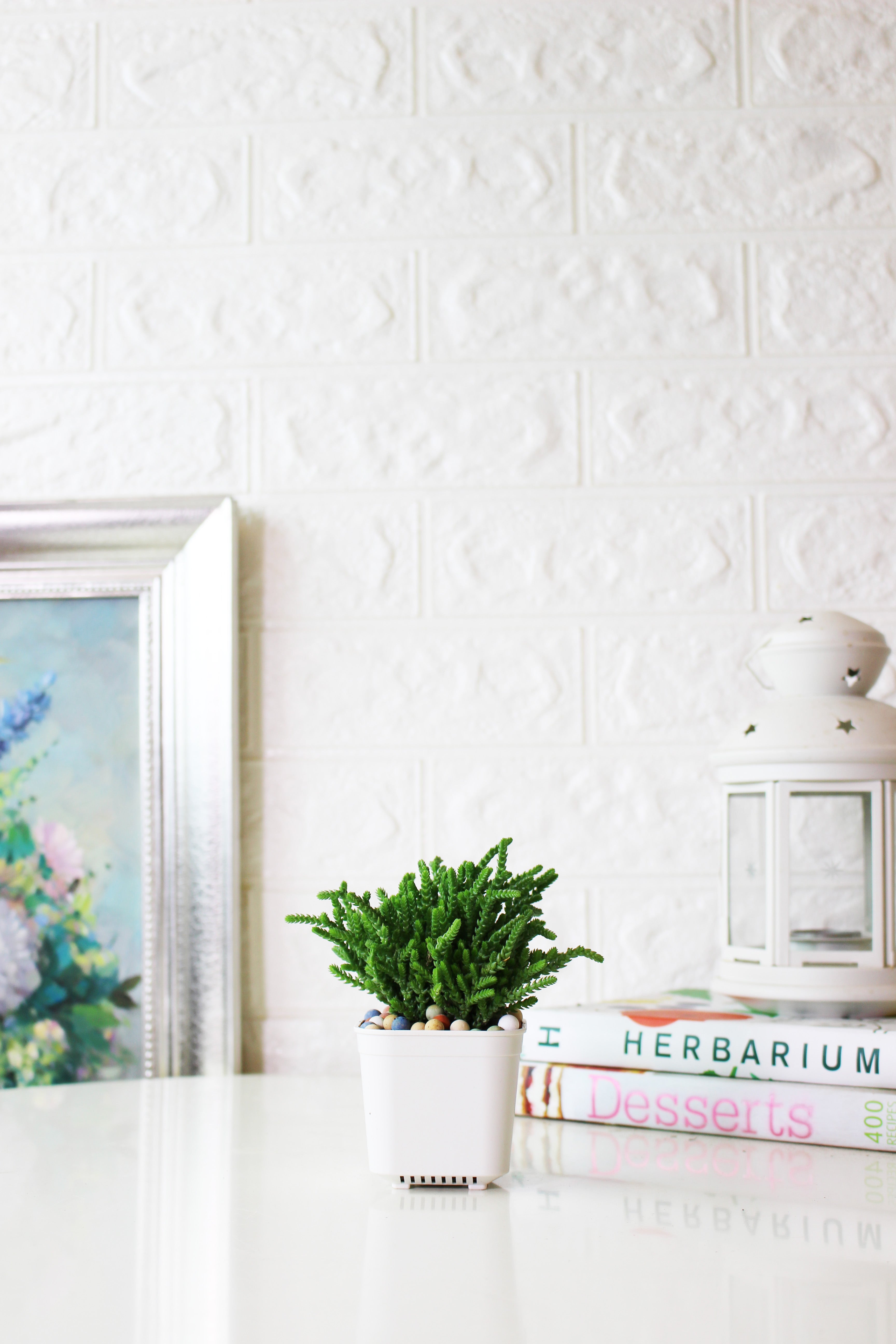 美杜莎盆栽|多肉植物 | 陽光植物