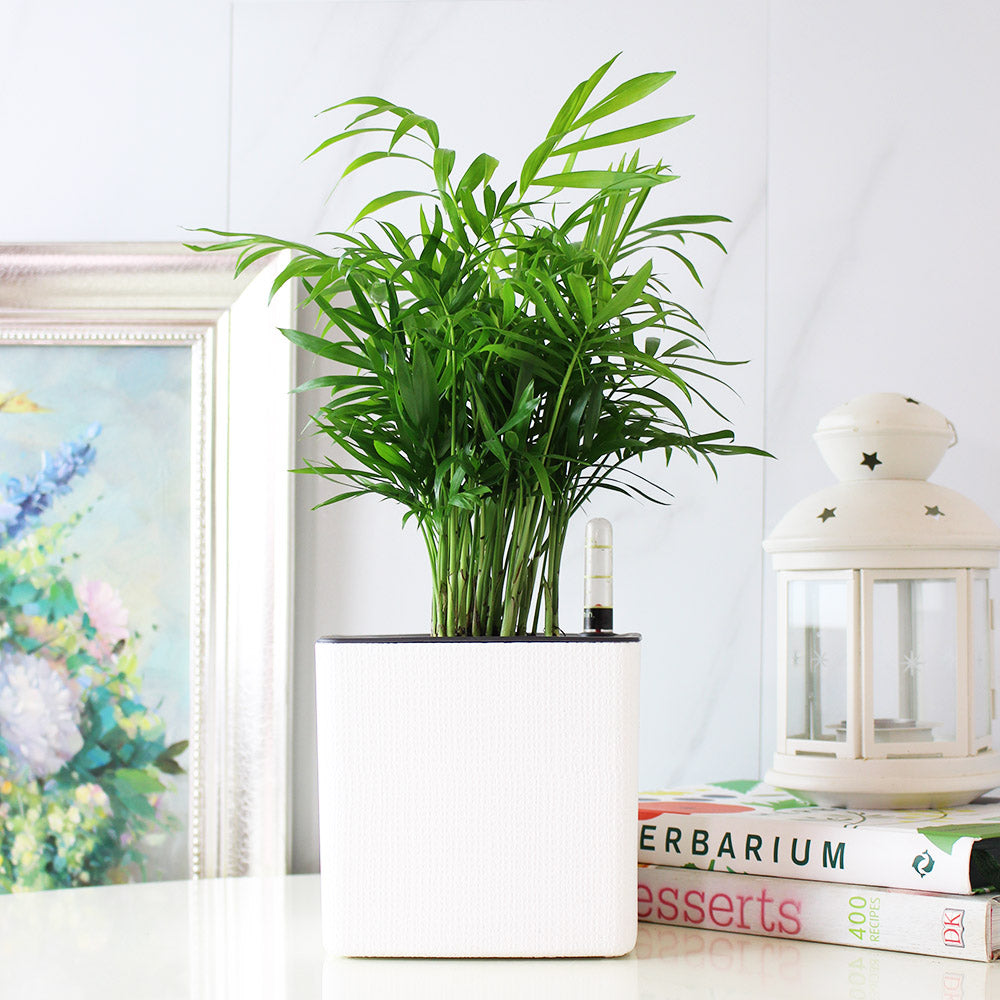 袖珍椰子盆栽 | 淨化空氣優等生 | 兒童、 寵物安全 | 小型棕櫚|室內植物 | 小品盆栽