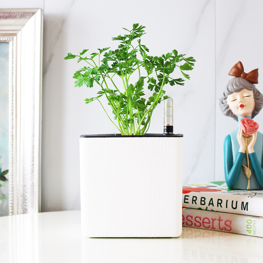 義大利歐芹 | 義大利麵的絕配 | 平葉歐芹 | 擺盤、調味都可以 | 陽光植物