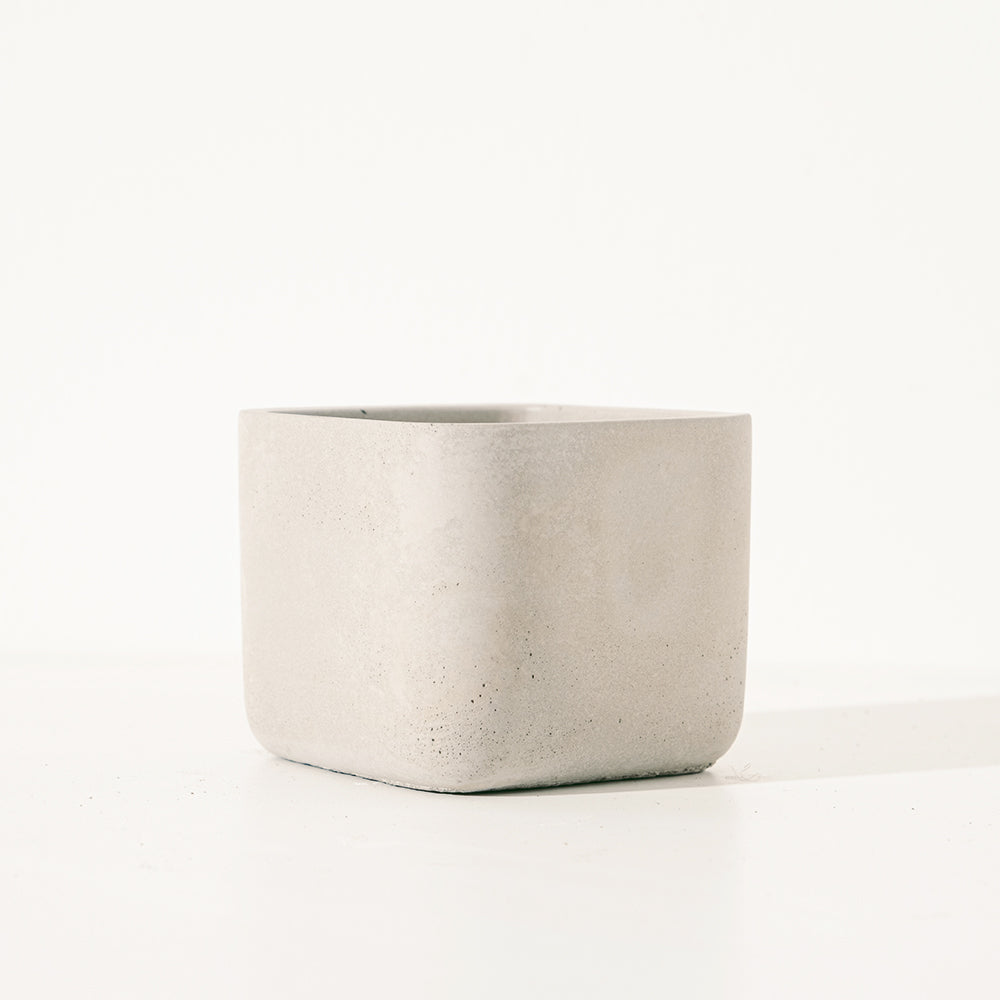 可愛玫瑰盆栽|多肉植物|陽光植物