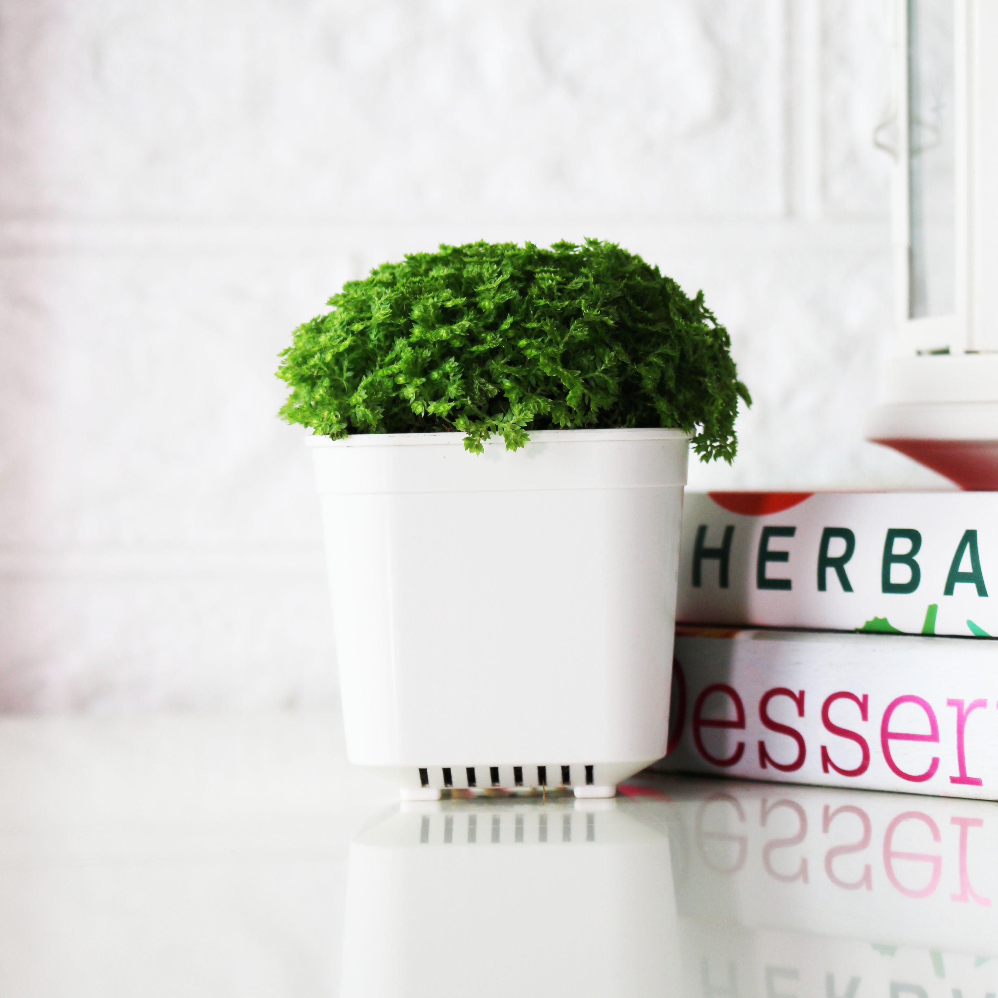 冰淇淋捲柏 | 細葉捲柏 | 蕾絲捲柏 | 愛心捲柏 | 陽光植物