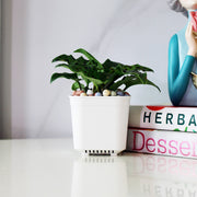 油點百合盆栽 | 花豹的耳朵 | 會開花且花會香 | 多肉植物