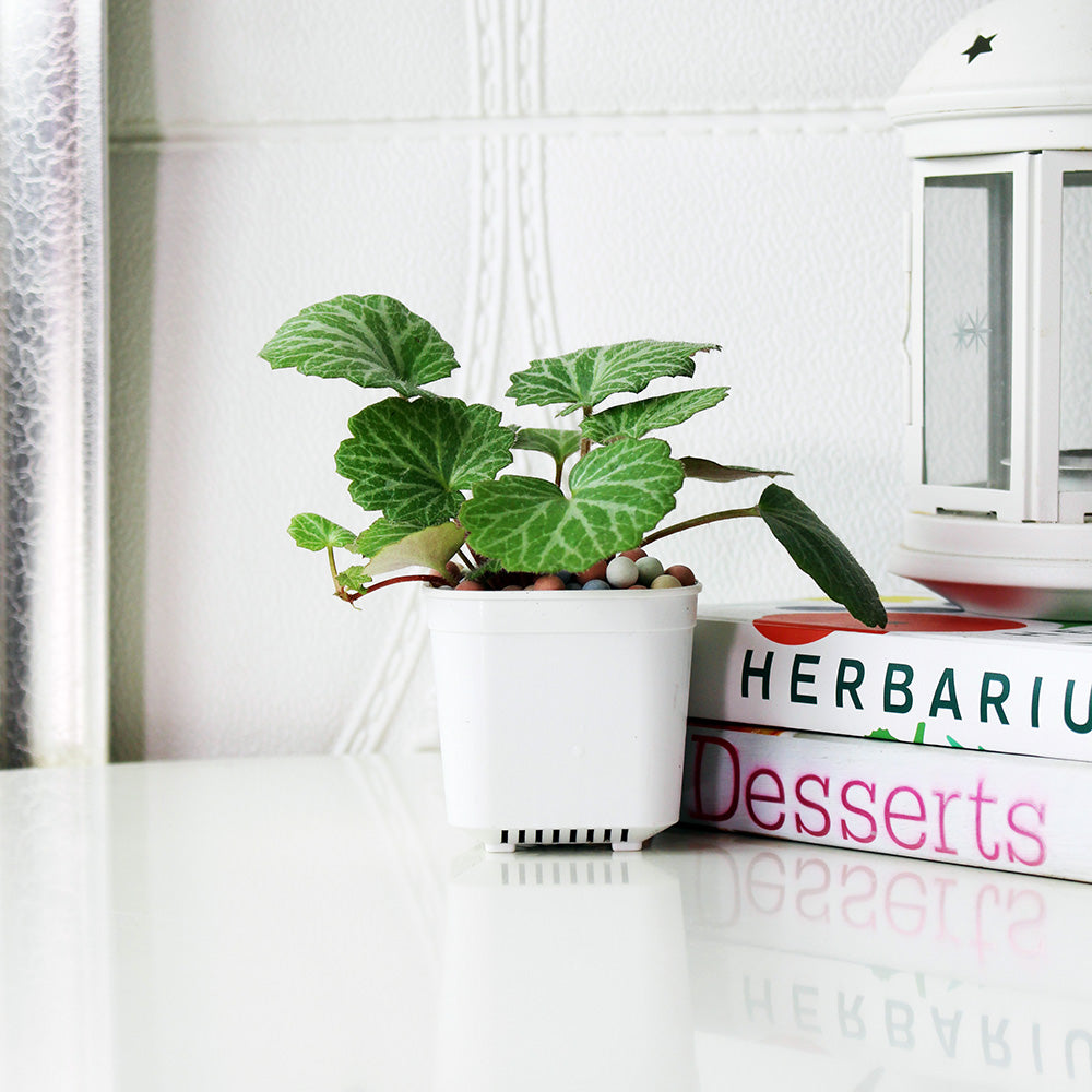 虎耳草 | 石荷葉 | 金線吊芙蓉 | 陽光植物