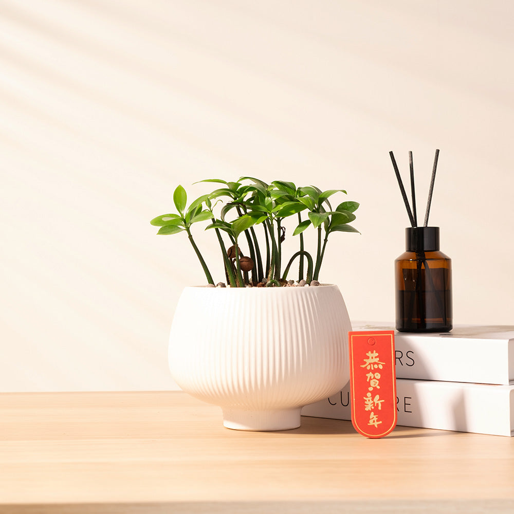 竹柏｜強大的化煞能量｜超強的環境適應能力｜寵物友善｜室內植物– 森林