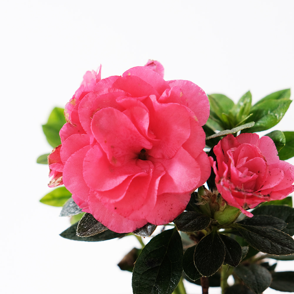 玫瑰杜鵑 | 開花期長 | 適合半日照陽台 | 比利時杜鵑 | 西洋杜鵑 | 陽光植物