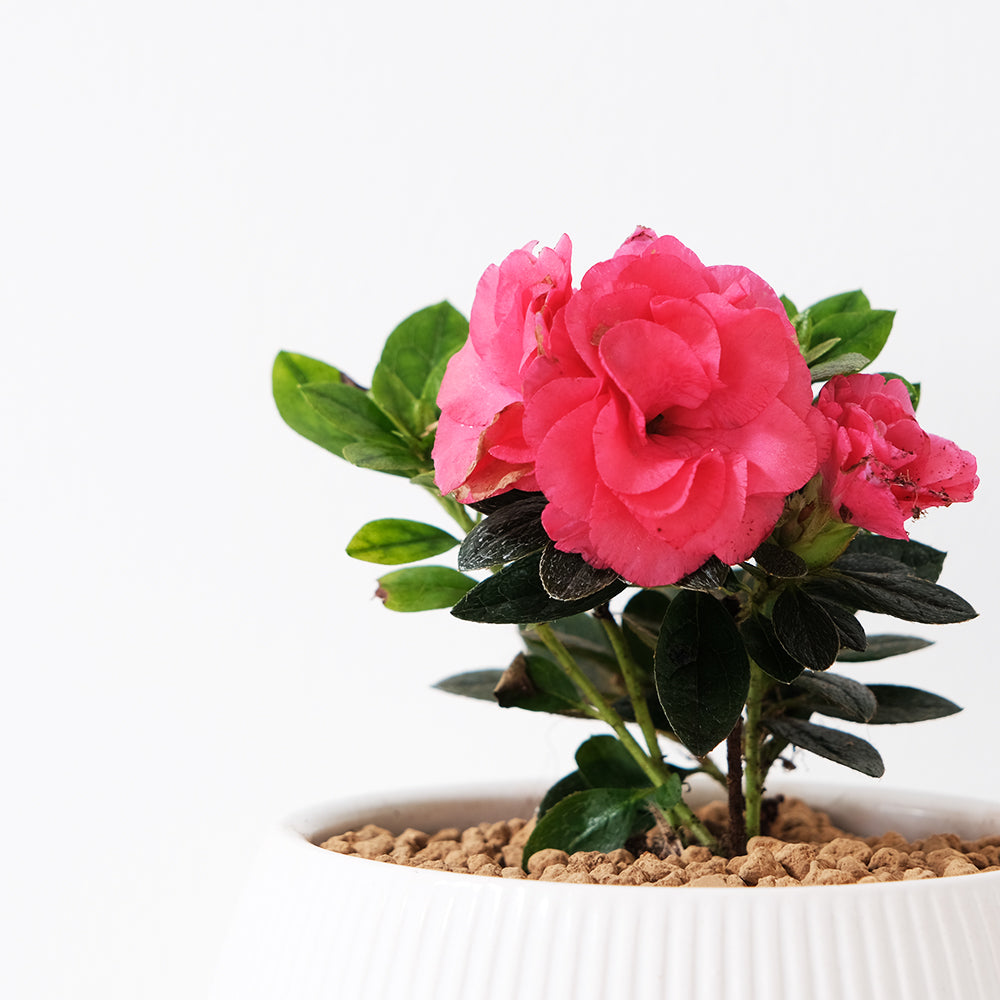 玫瑰杜鵑 | 開花期長 | 適合半日照陽台 | 比利時杜鵑 | 西洋杜鵑 | 陽光植物