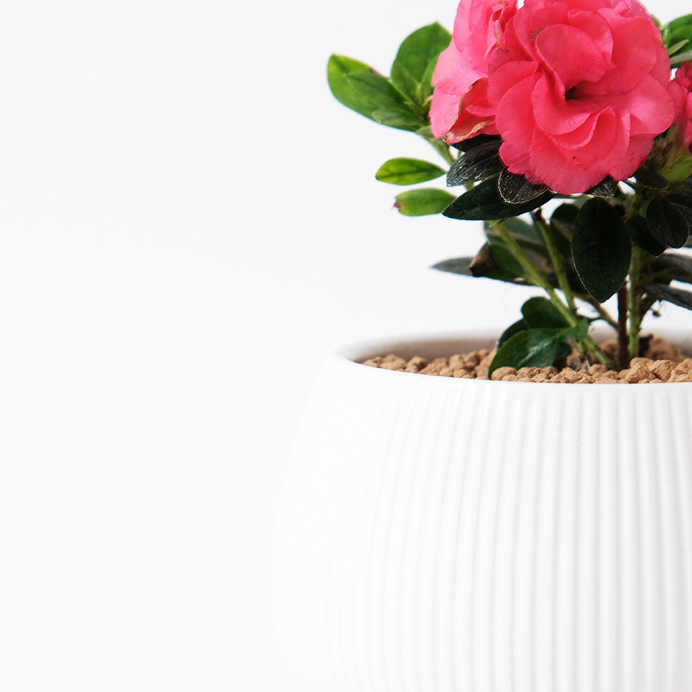 玫瑰杜鵑 | 開花期長 | 適合半日照陽台 | 比利時杜鵑 | 西洋杜鵑 | 陽光植物