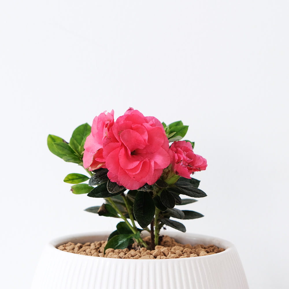 玫瑰杜鵑 | 開花期長 | 適合半日照陽台 | 比利時杜鵑 | 西洋杜鵑 | 陽光植物