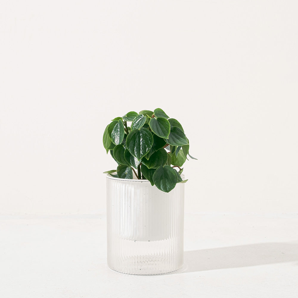 心葉椒草 | 雨滴椒草 | 去除甲醛 | 室內植物