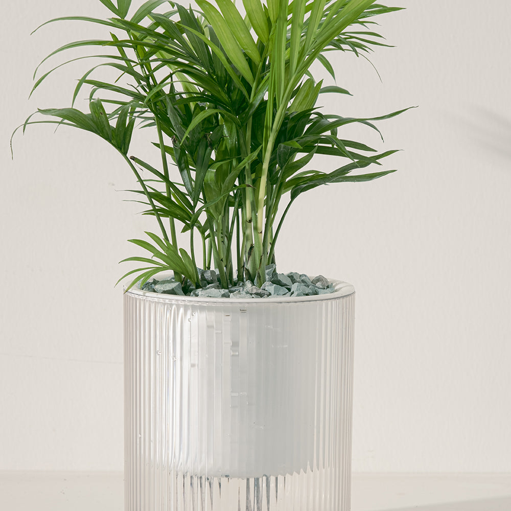 袖珍椰子盆栽 | 淨化空氣優等生 | 兒童、 寵物安全 | 小型棕櫚|室內植物 | 小品盆栽