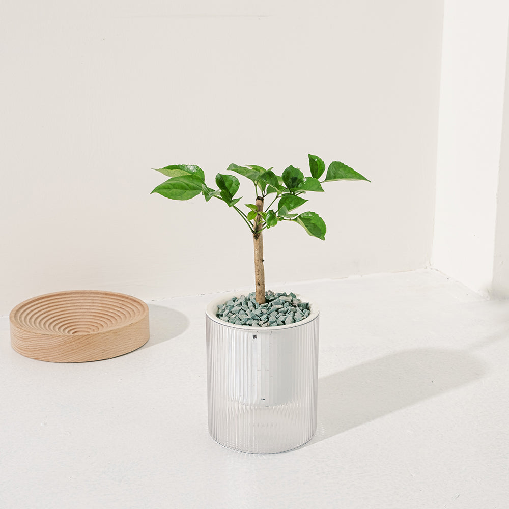 聚寶樹 | 旺旺樹 | 海南山菜豆 | 招財植物 | 會開花 | 室內植物