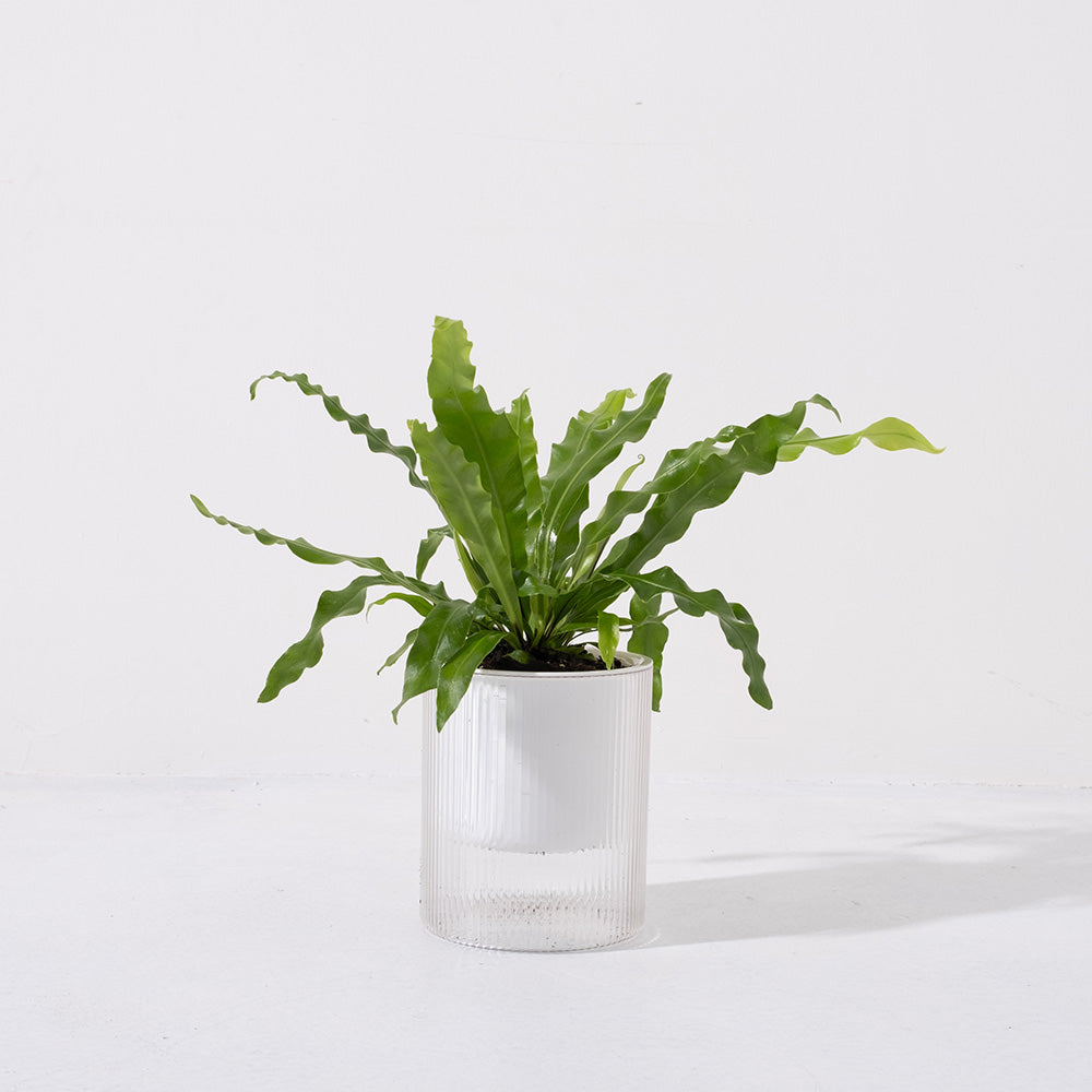 山蘇蕨類 | 空氣淨化、台灣原生植物 | 水耕栽培 | 森林有塊田