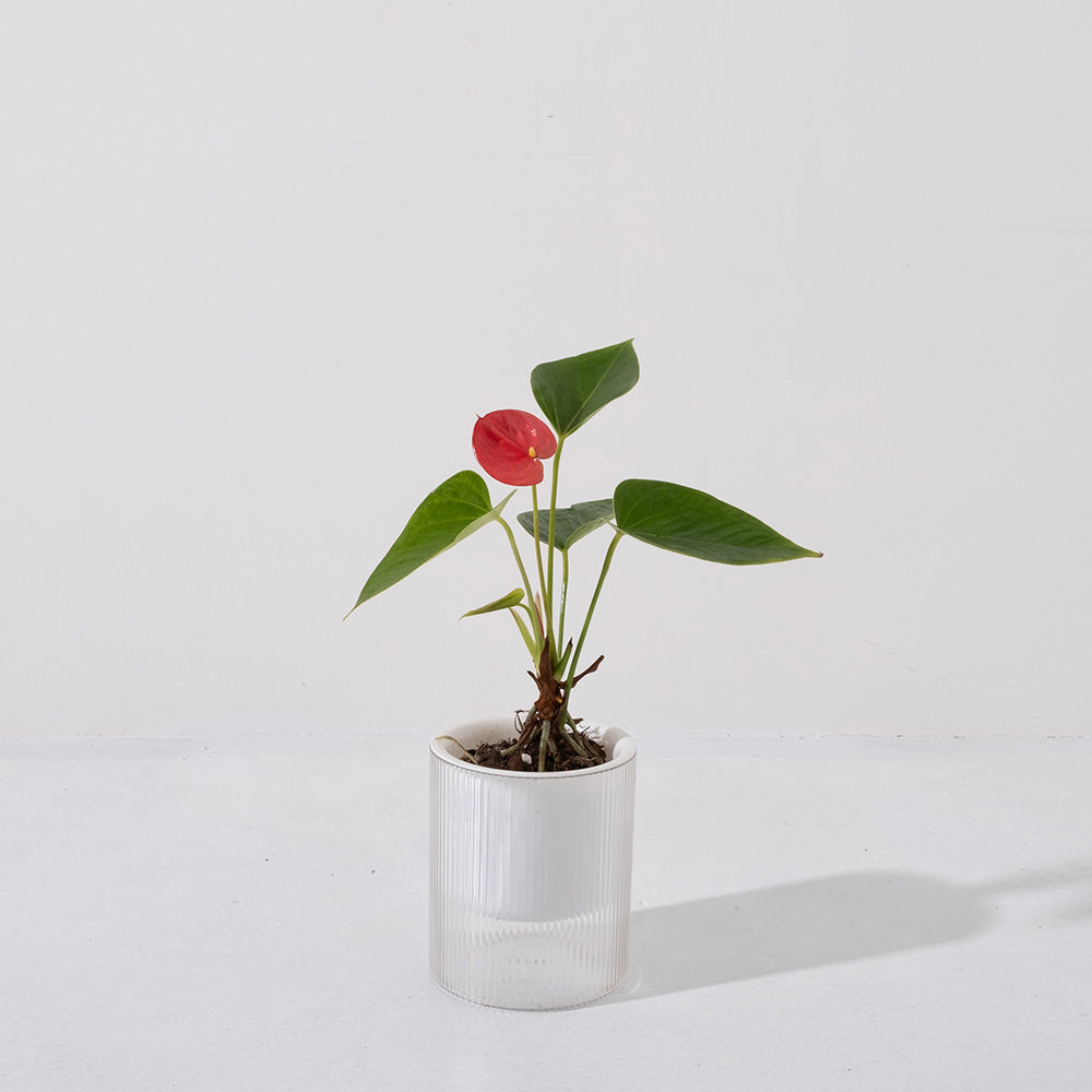 火鶴花 | 熱情如火,優雅綻放 | 開花持久 | 室內植物