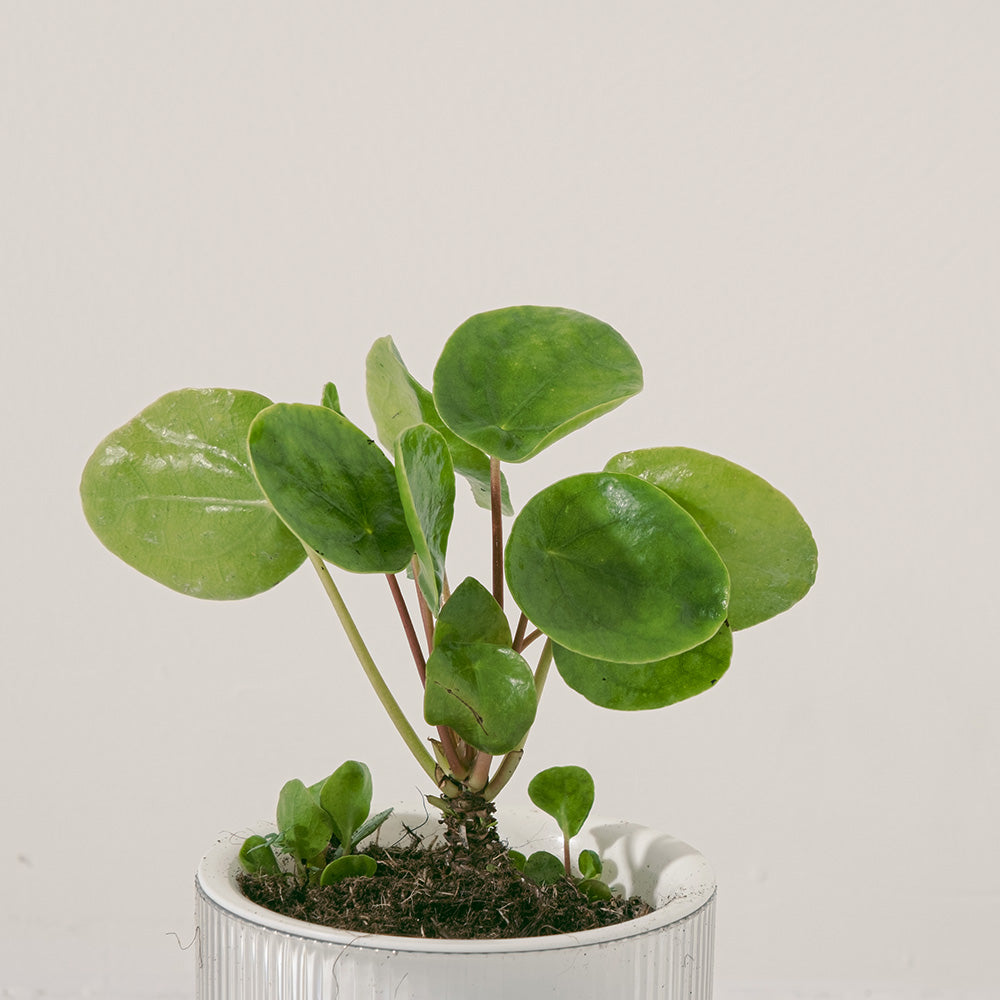 鏡面草 | 中國錢幣草 | 可愛且受歡迎的植物 | 室內植物
