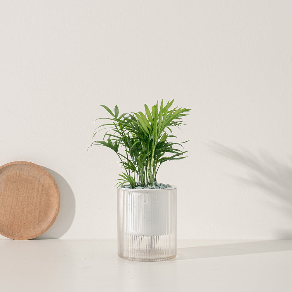 袖珍椰子 | 水耕 | 淨化空氣優等生 | 兒童、 寵物安全 | 小型棕櫚|無土栽培 |室內植物