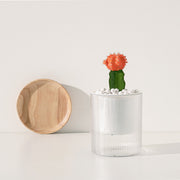 緋牡丹錦 | 仙人掌球 | 可食用品種 | 陽光植物