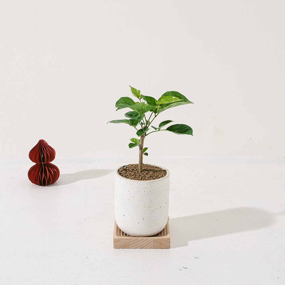 聚寶樹 | 旺旺樹 | 海南山菜豆 | 招財植物 | 會開花 | 室內植物