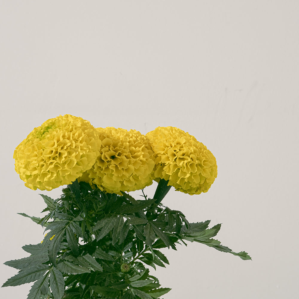 印加萬壽菊盆栽|食用花|花色隨機出貨|陽光植物