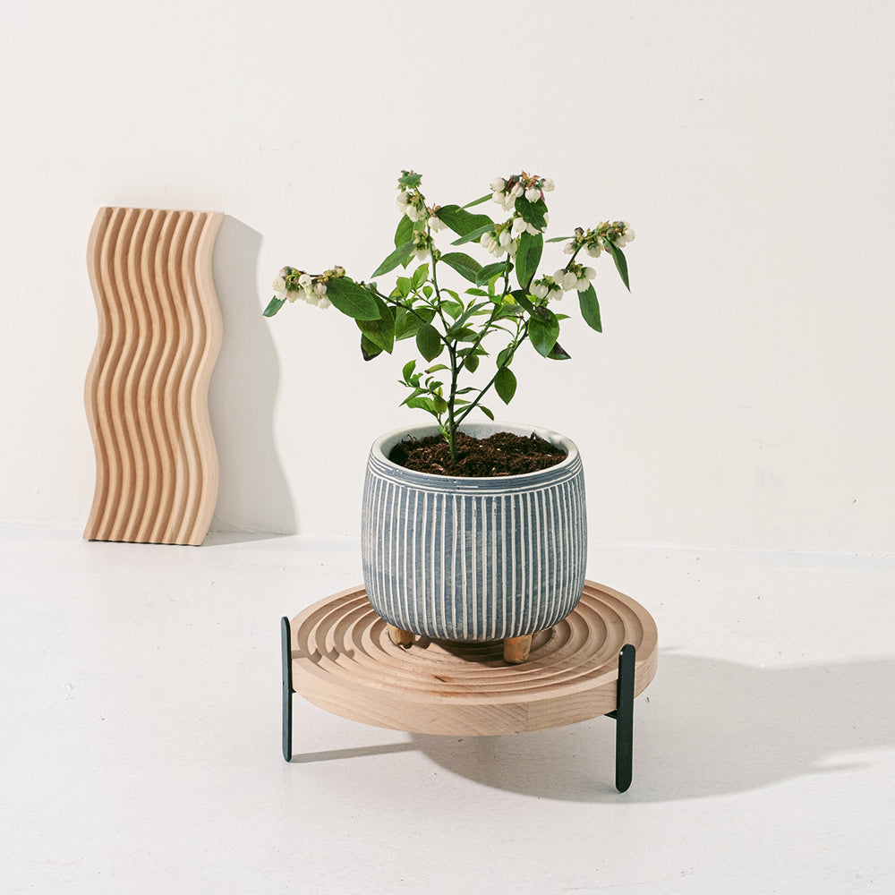 暖地小藍莓 | 開花中 | 春天結果 | 平地可種植 | 寵物友善 | 兒童友善