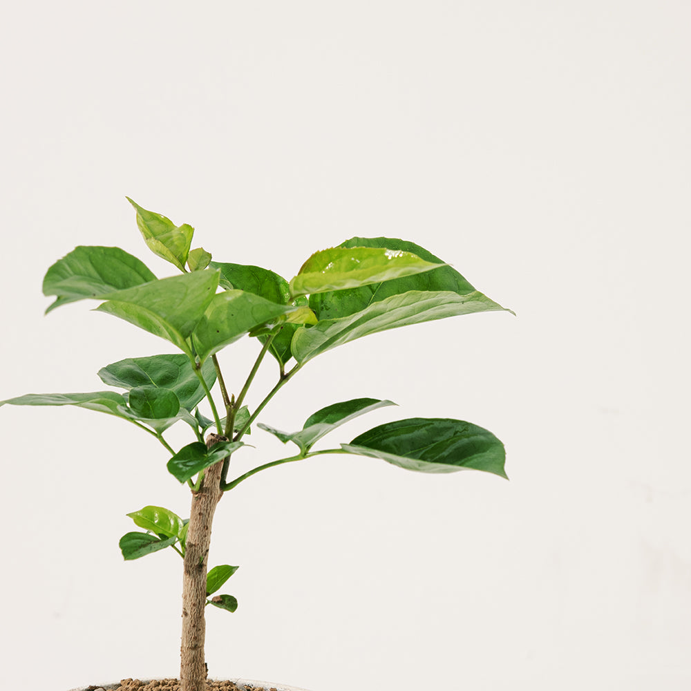 聚寶樹 | 旺旺樹 | 海南山菜豆 | 招財植物 | 會開花 | 室內植物