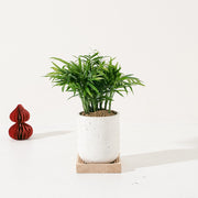 袖珍椰子盆栽 | 淨化空氣優等生 | 兒童、 寵物安全 | 小型棕櫚|室內植物 | 小品盆栽