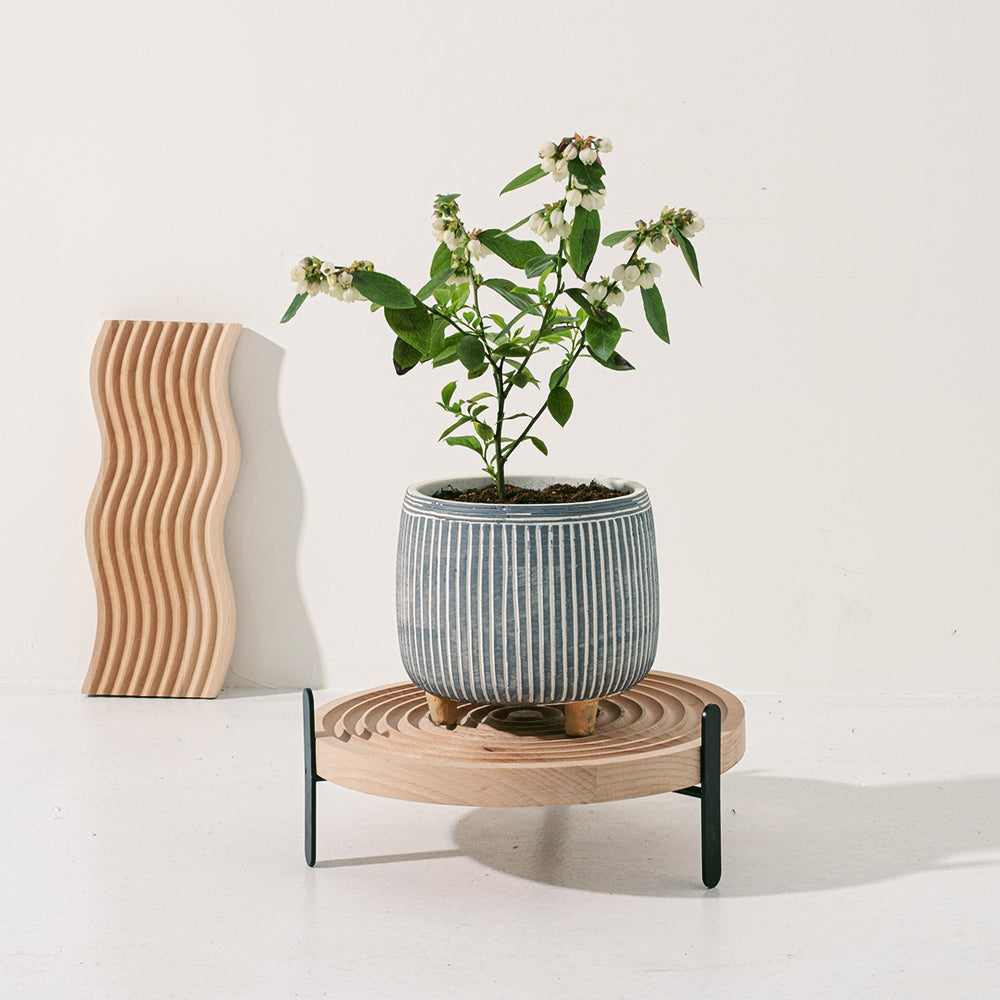 暖地小藍莓 | 開花中 | 春天結果 | 平地可種植 | 寵物友善 | 兒童友善