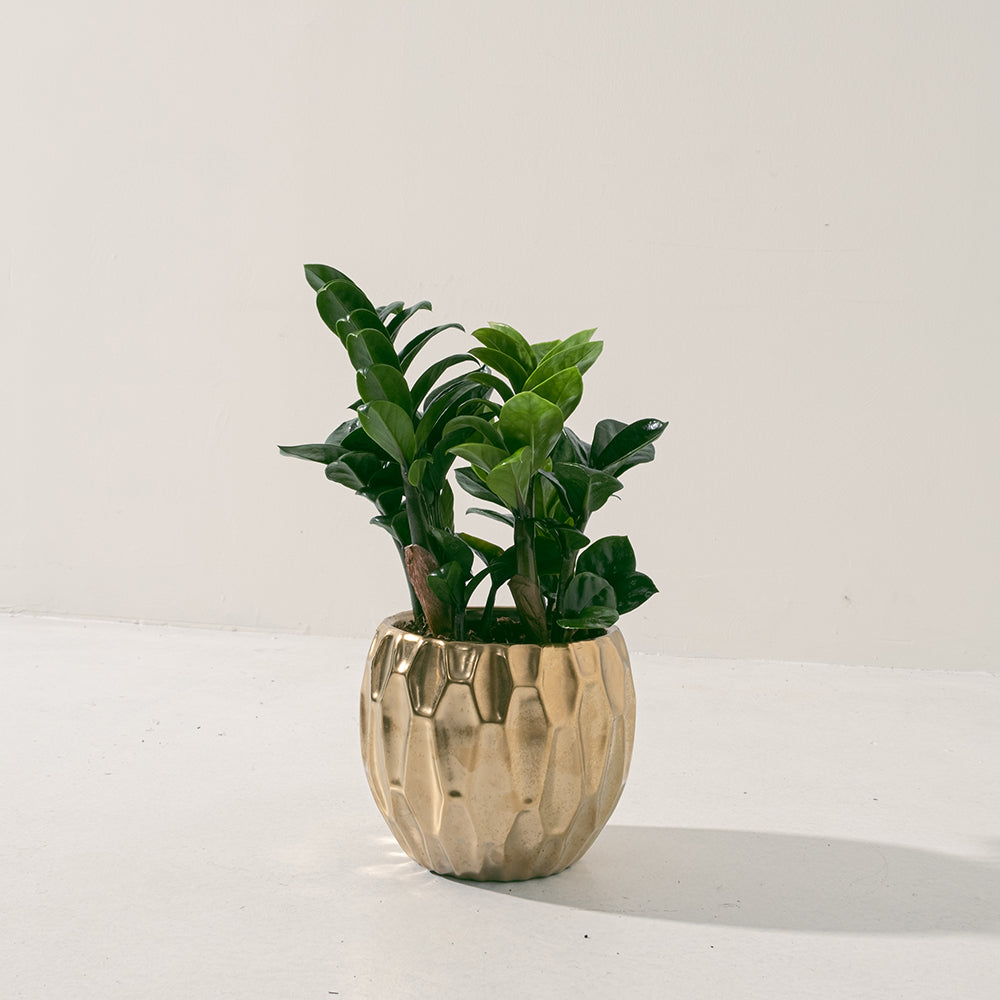 金錢樹 | 美鐵芋 | 金幣樹 | 金璽美鐵芋 | 天南星科 | 室內植物