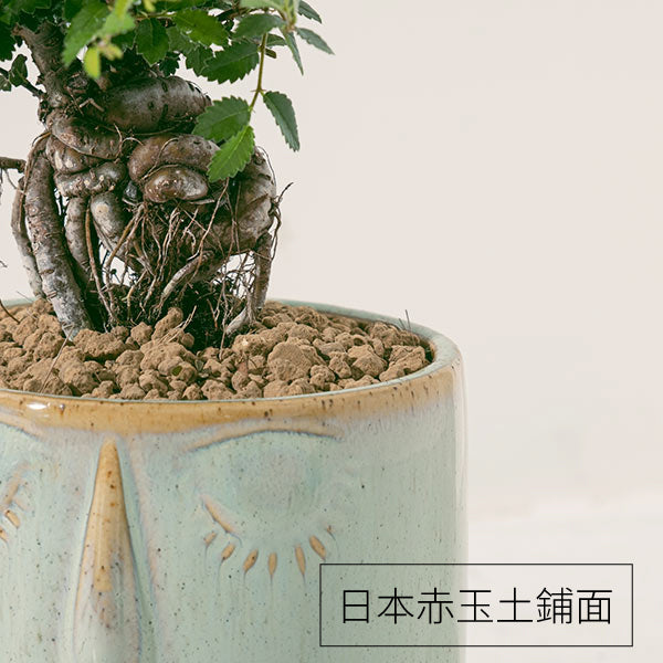 榆樹 | 淨化空氣的小幫手 | 亞洲榆樹 | 可食用 | 陽光植物