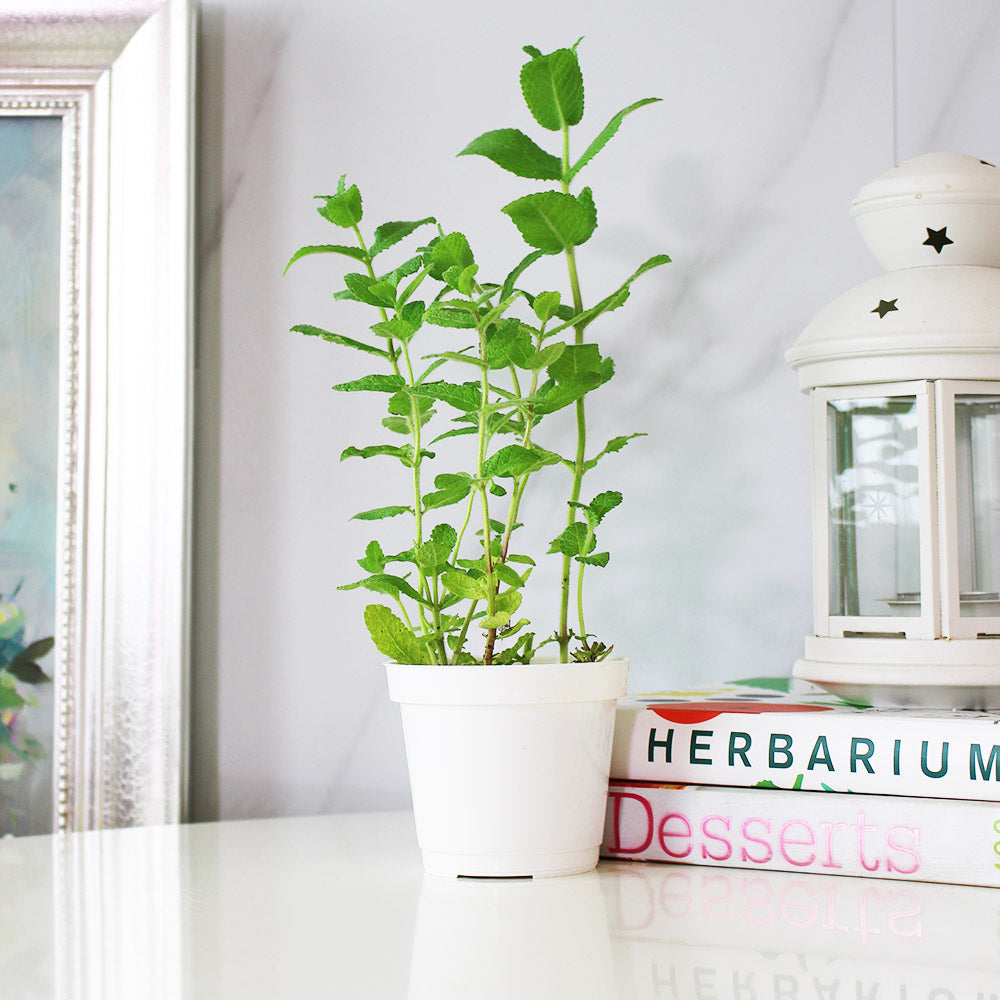 蘋果薄荷 | 青蘋果的香氣 | 泡茶 | 飲料 | 土耕 | 陽光植物