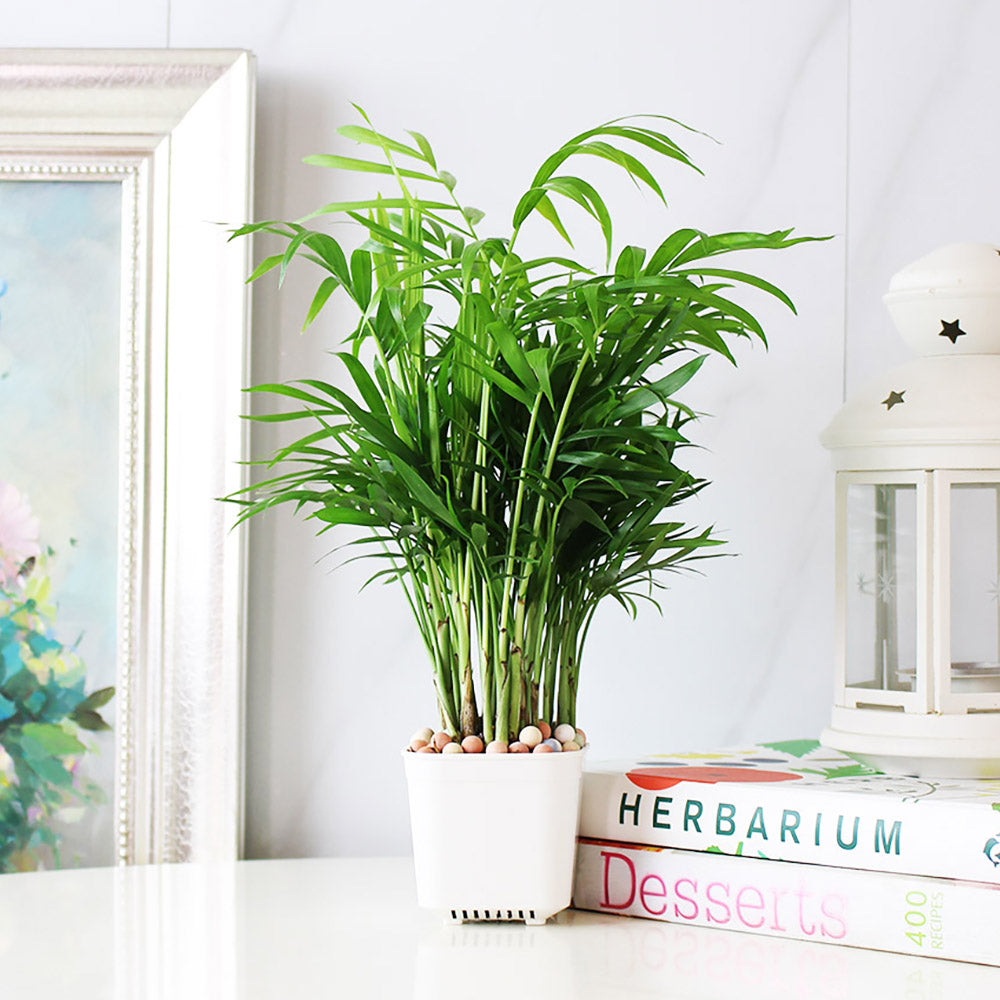 袖珍椰子盆栽 | 淨化空氣優等生 | 兒童、 寵物安全 | 小型棕櫚|室內植物 | 小品盆栽