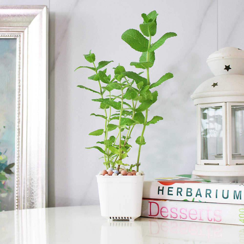 蘋果薄荷 | 青蘋果的香氣 | 泡茶 | 飲料 | 土耕 | 陽光植物